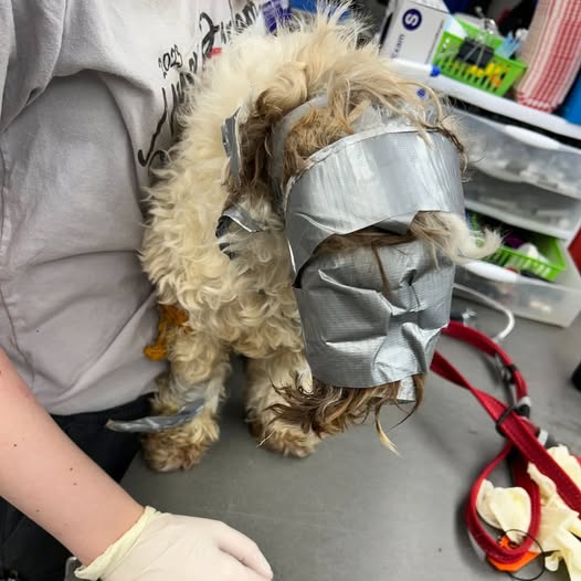 Dog found in dumpster wrapped up in duct tape: “I have never seen anything like it”